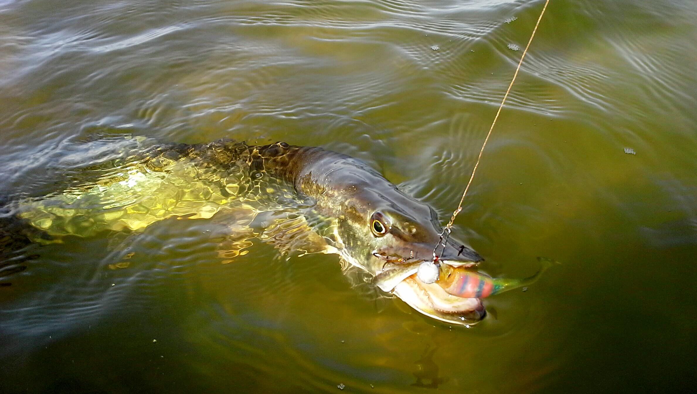 Startseitentext_h3Softbaitsh3